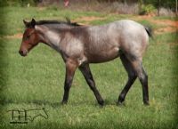 MISS SHINEY'S 2014 FILLY